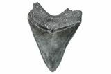 Serrated, Fossil Megalodon Tooth - South Carolina #286465-1